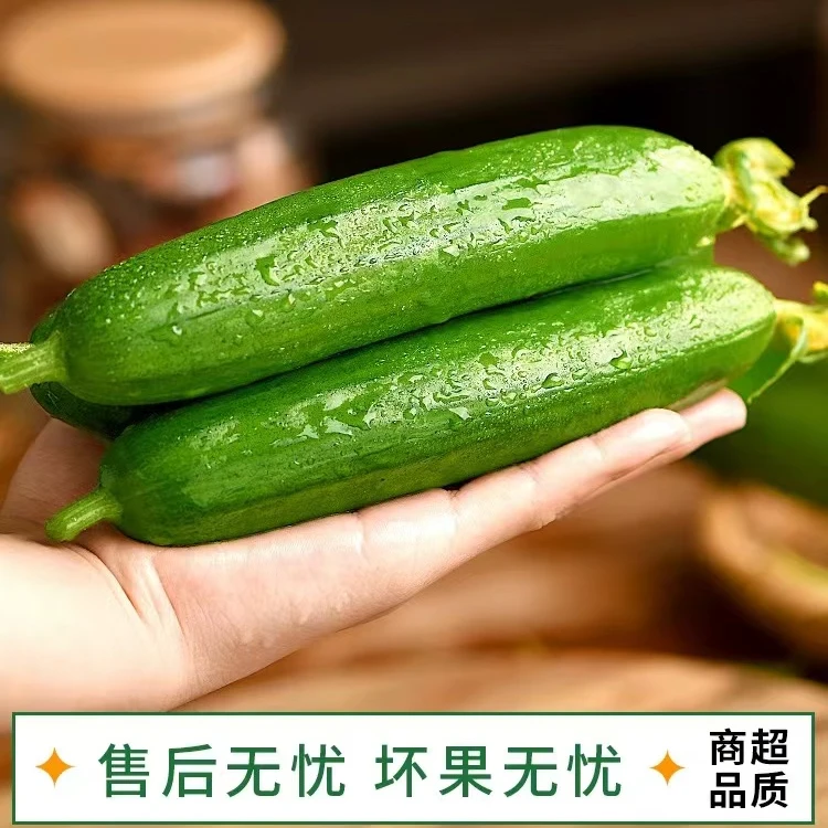 产地直发现摘现发水果黄瓜净4.5斤新鲜生吃脆嫩无刺爽口自然种植
