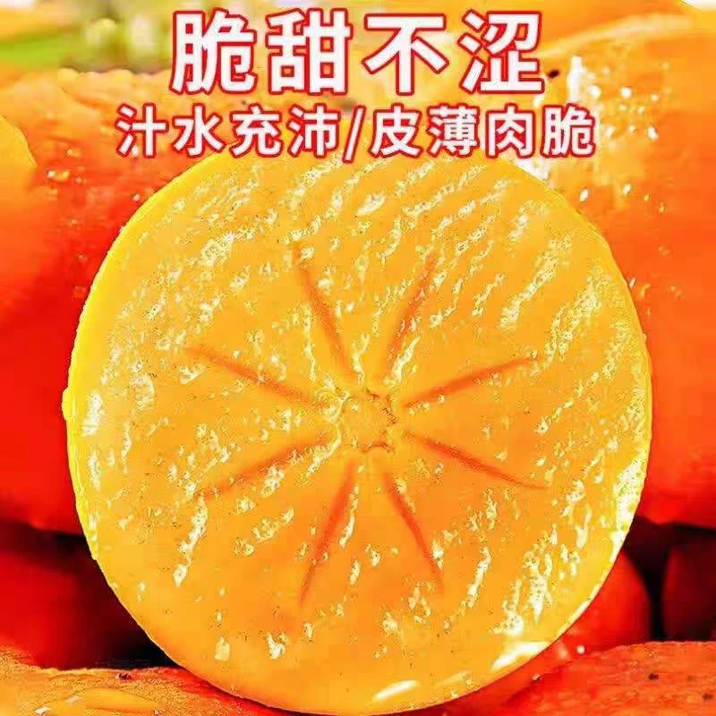 山西运城阳丰脆柿冰糖心脆甜爽口新鲜采摘5斤产地直发