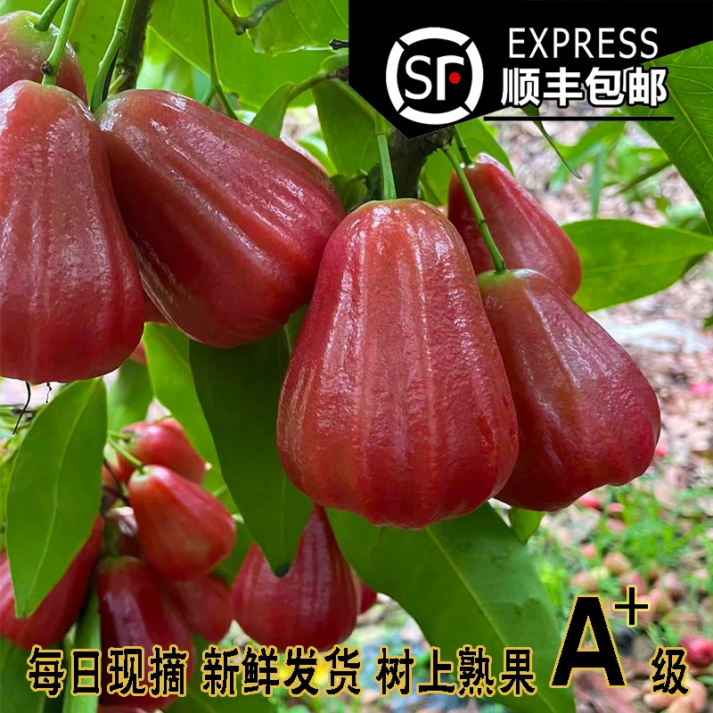 【顺丰包邮】海南正宗黑金刚莲雾果精品大果礼盒装新鲜当季现摘现发