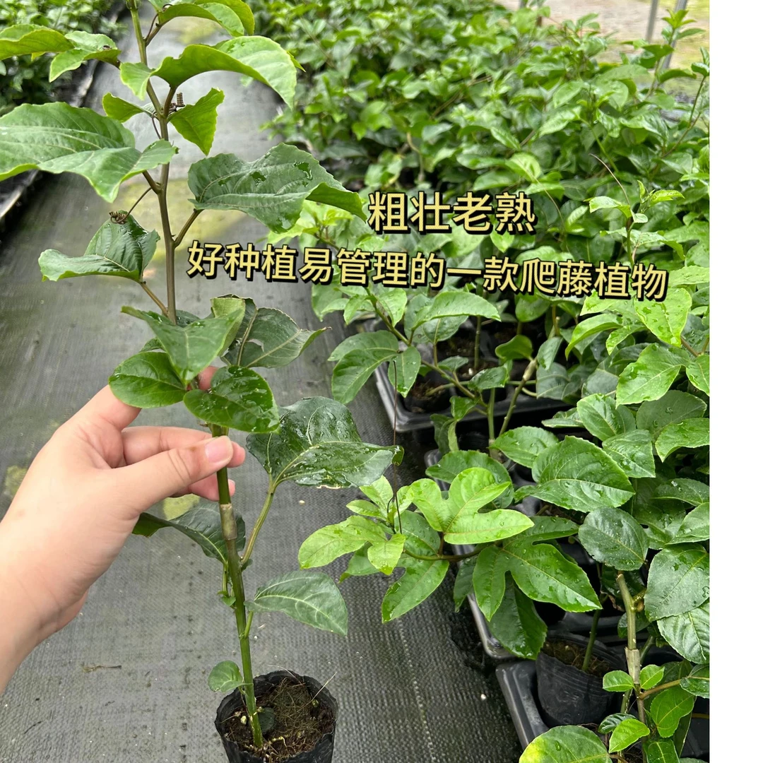 花园植物黄金9号爬藤植物