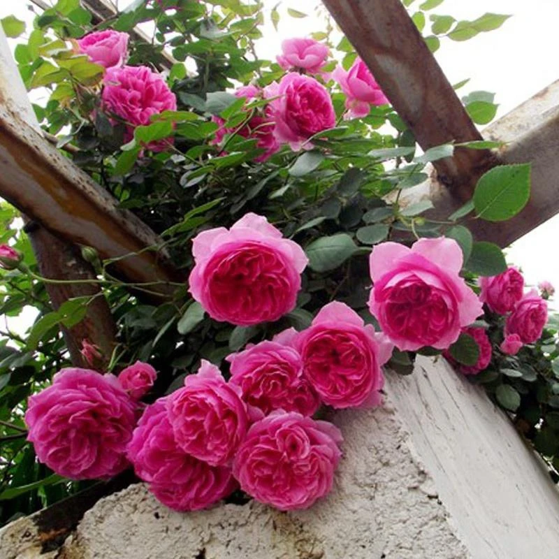 大游行土球发货藤本大花浓香四季开花耐寒耐热抗性极好