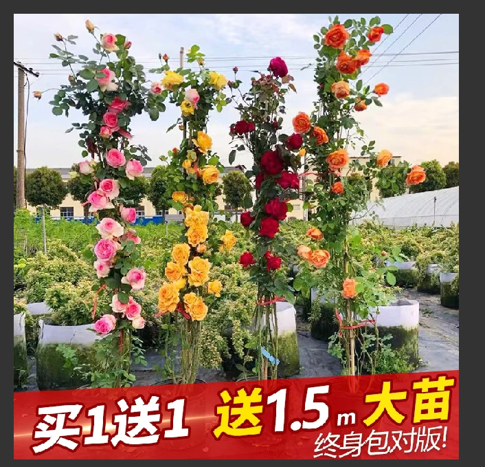 特价福利款买一送一颗送同款藤本大花浓香四季开花庭院植物爬藤