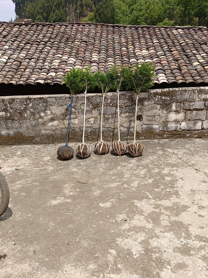 精品雀舌黄杨防火烧黄杨树