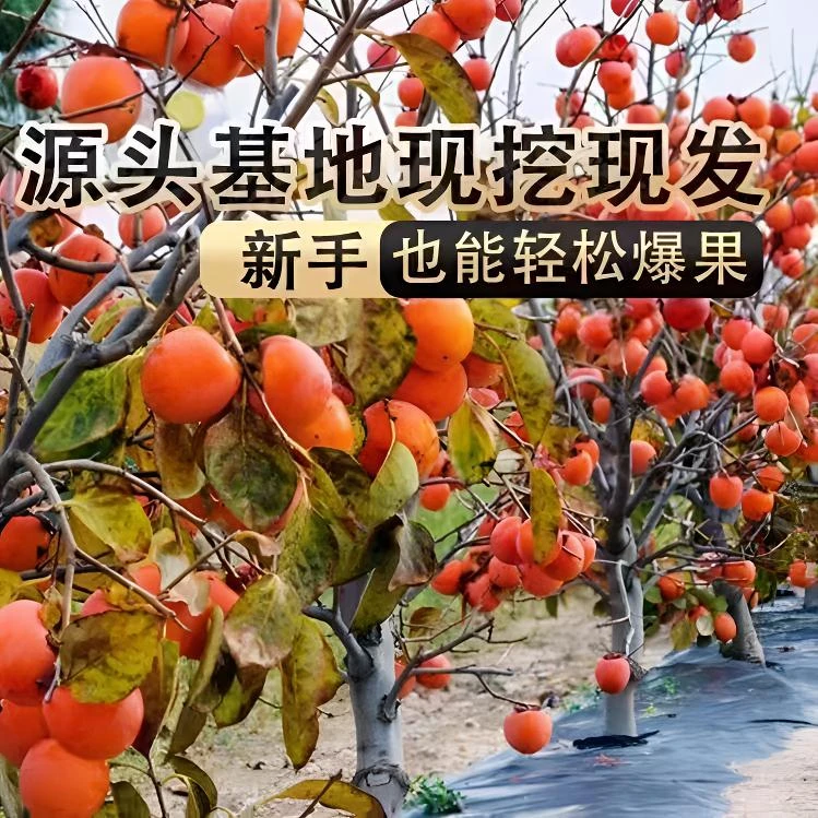 【红红火火过大年】无核柿子老桩基地嫁接培育品种全庭院阳台均可种商品图