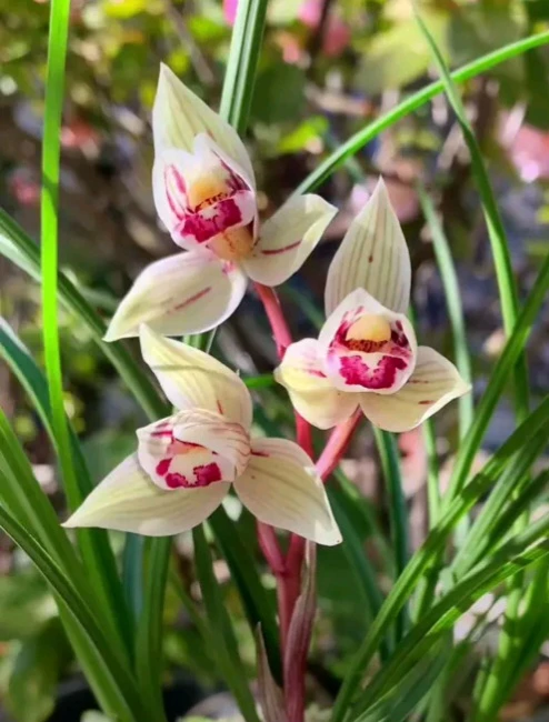 云南莲瓣兰黄花红花