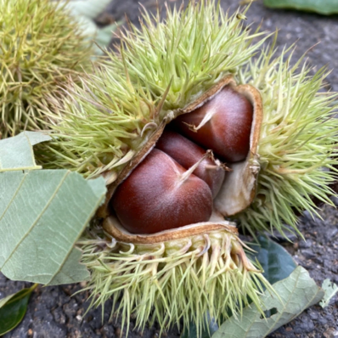 沂蒙山老树板栗口感甜糯新货头茬板栗大果