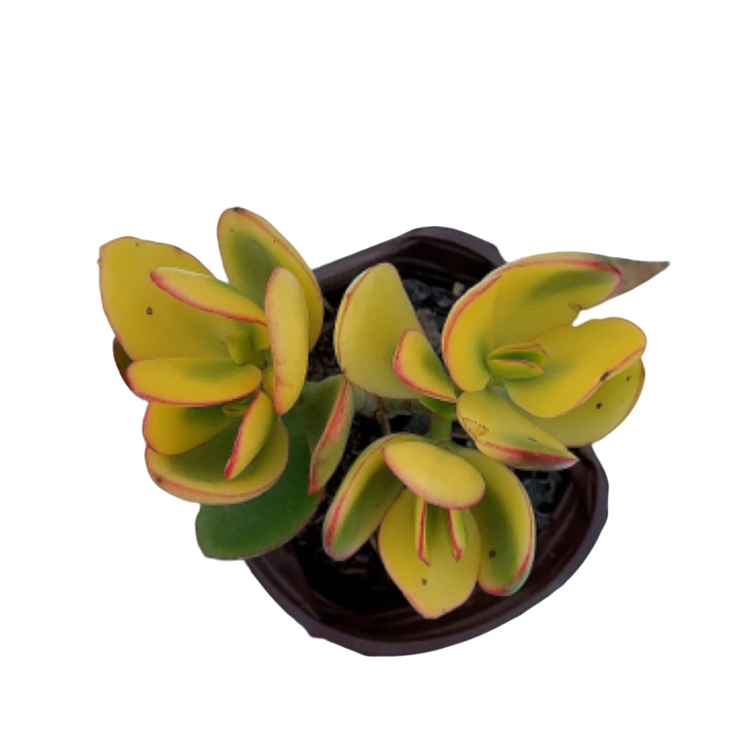 【新花月锦】阳台办公室庭院老桩盆栽多肉植物