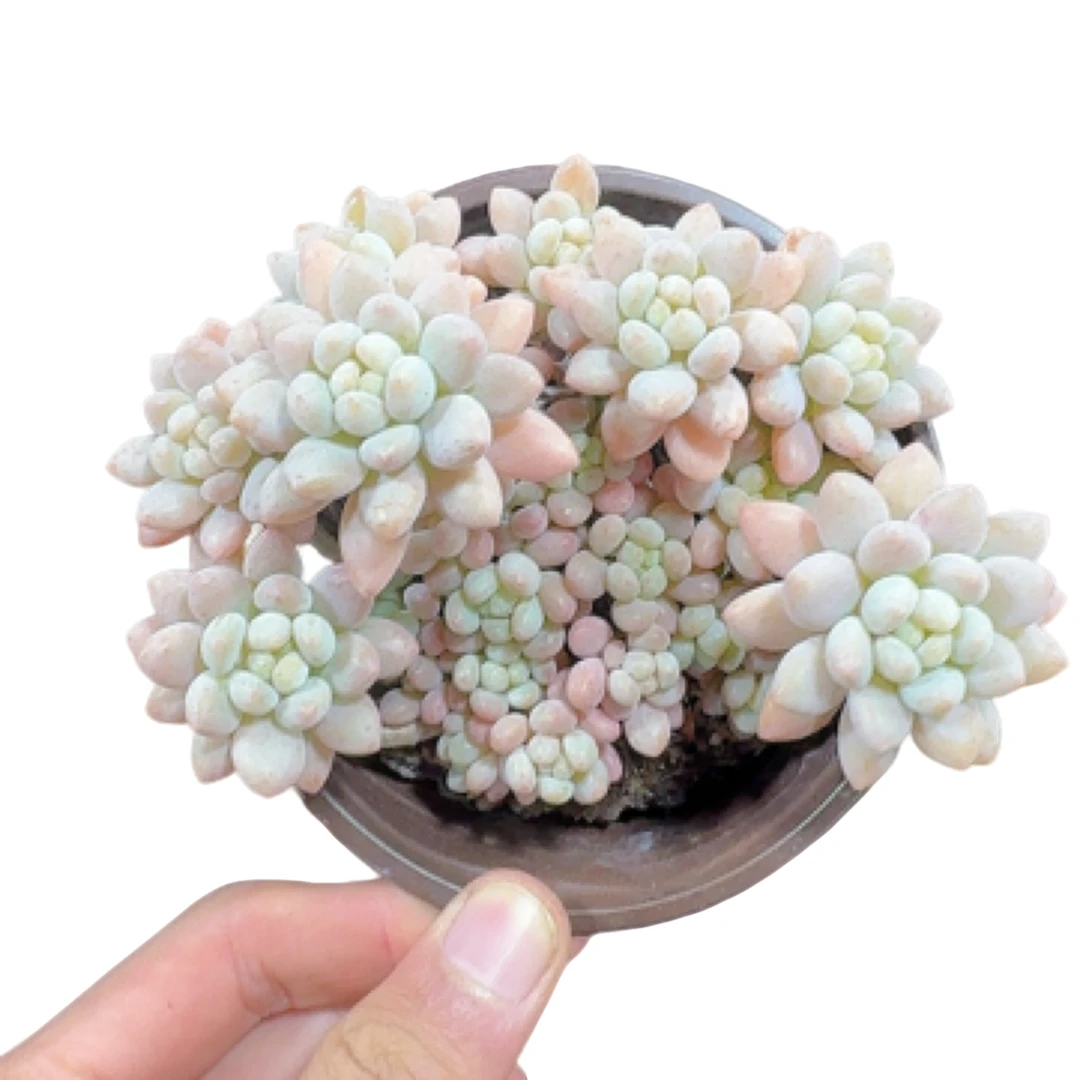 【洛可可 满9.99包邮】阳台办公室庭院老桩盆栽多肉植物