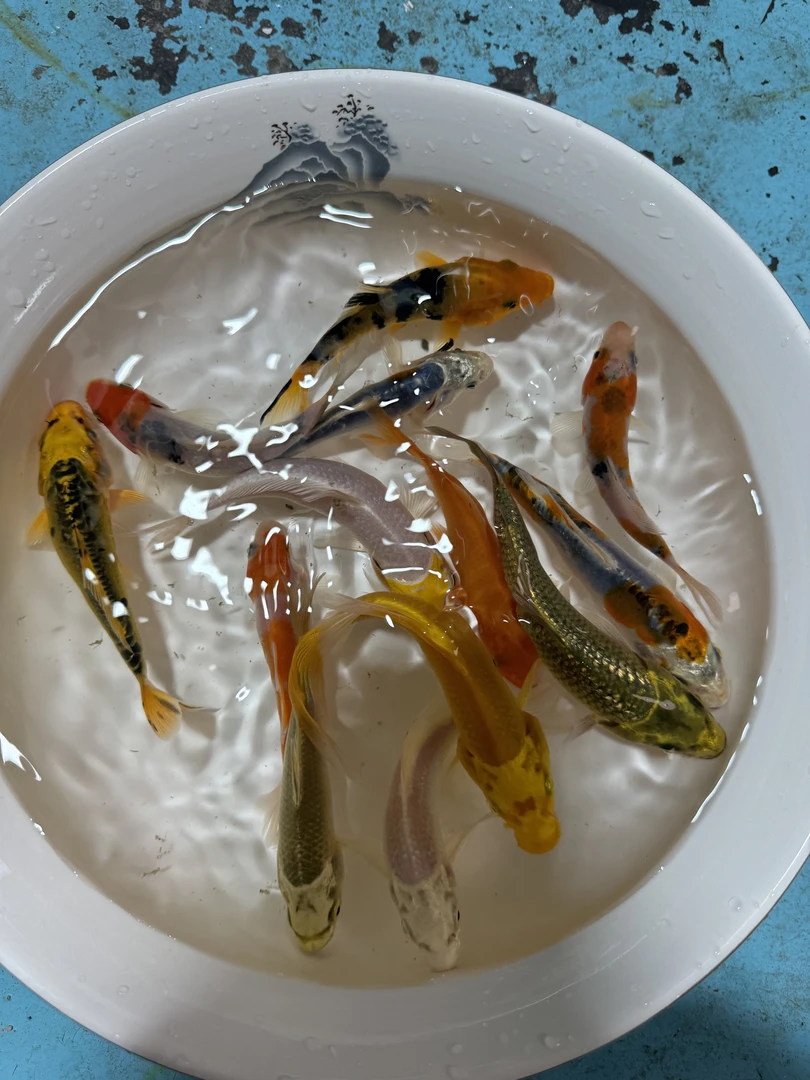 七彩锦鲤冷水淡水锦鲤耐活活体包邮套餐发货招财鱼