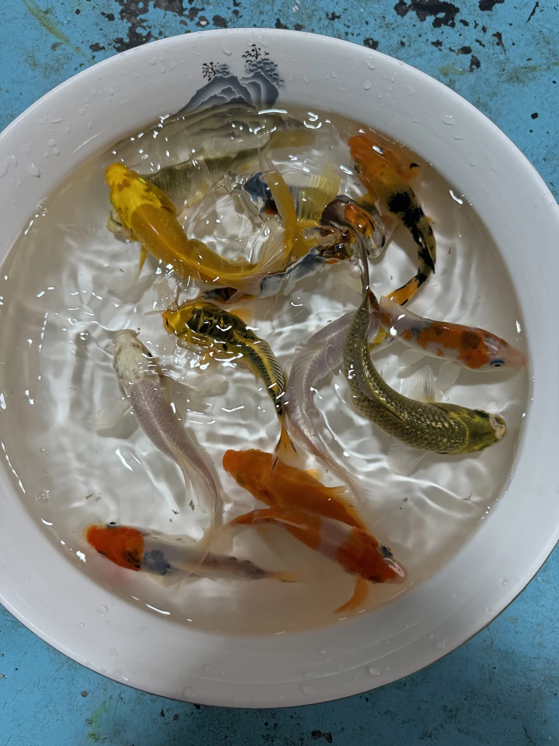 13公分左右7条七彩锦鲤冷水观赏鱼金鱼锦鲤好养耐活包邮活体观赏