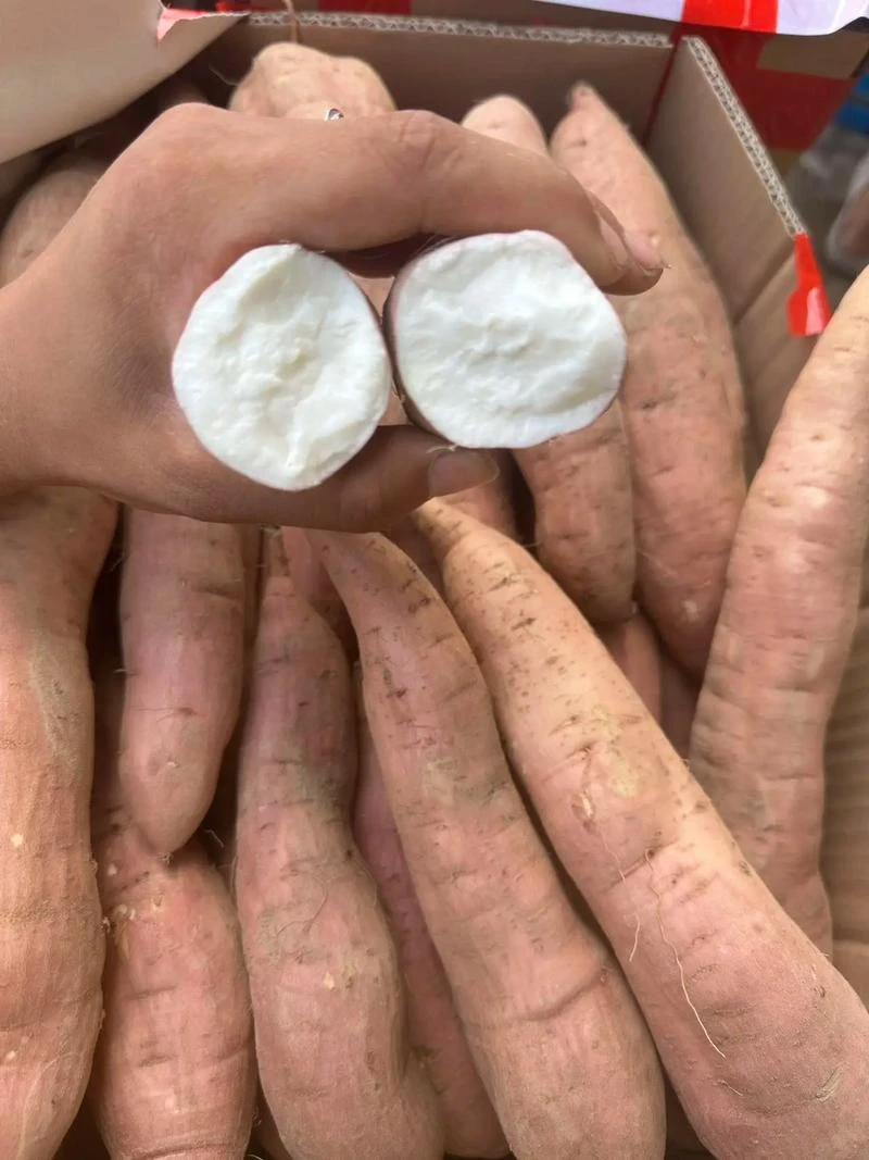 山东沙地冰糖哈密薯，白心粉糯香甜