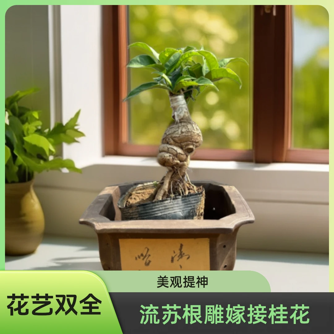 一物一拍桂花桂花专场、美观独特、花香浓郁、四季常青