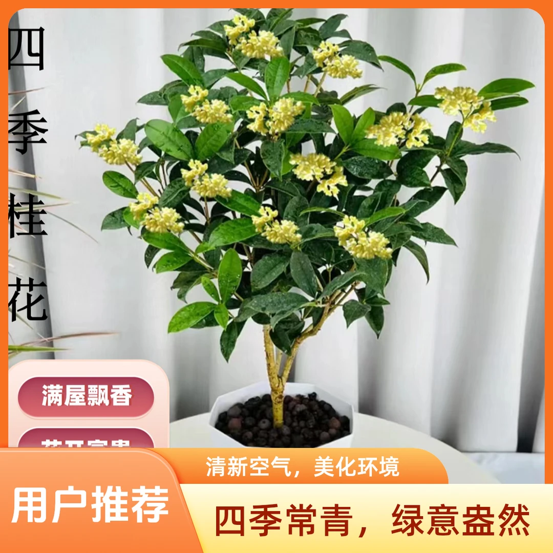 【买一送一】四季桂花植物盆栽四季开花阳台庭院花卉香味浓香型花卉