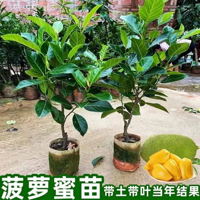 菠萝蜜苗正宗马来西亚1号黄肉红心菠萝蜜嫁接苗当年种植当年结果