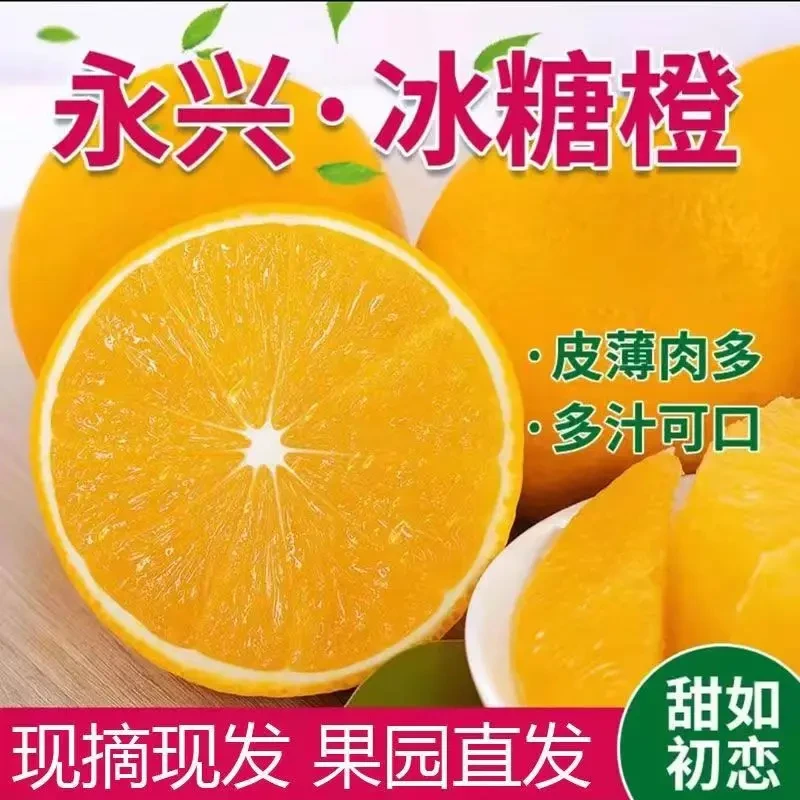 【假一赔三】京东包邮湖南正宗永兴冰糖橙（核心地永兴涌水罐冰糖橙）