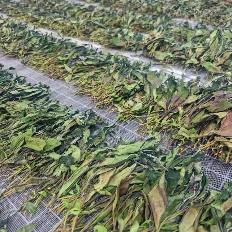2024年 扫把茶 老树寿眉 福鼎白茶 散茶