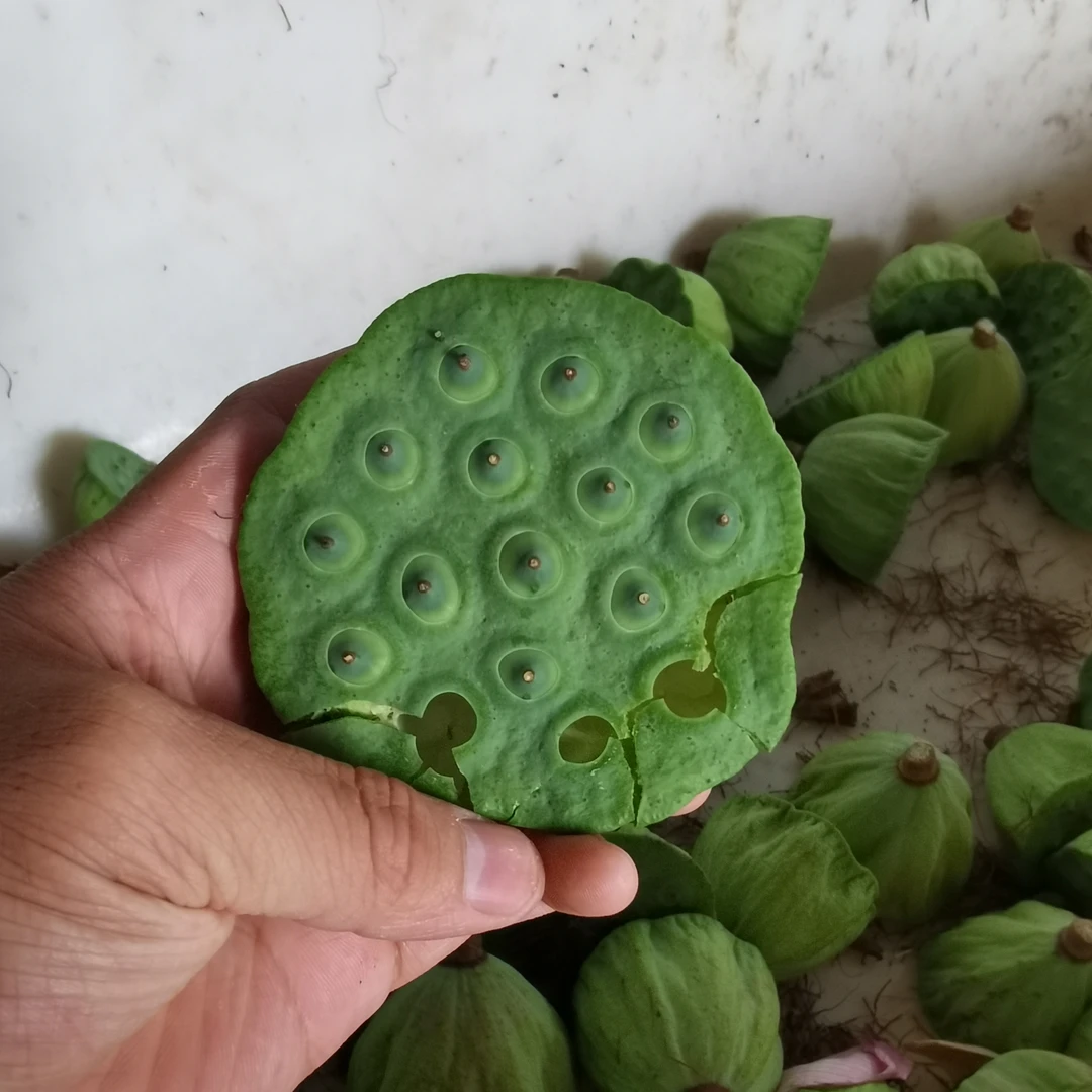 安徽安庆水果莲蓬新鲜采摘新鲜发货