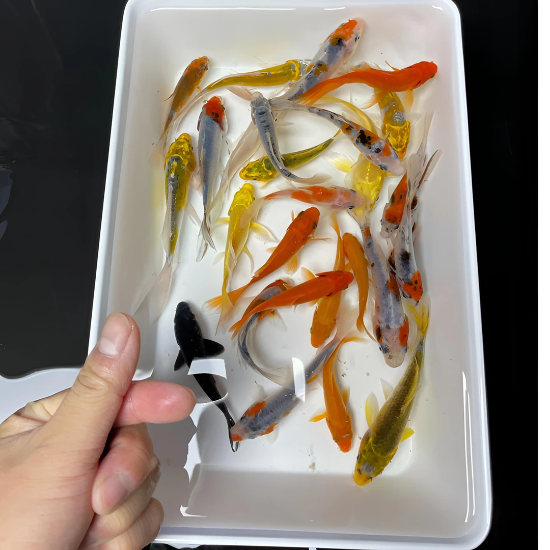 【十三条】观赏鱼 锦鲤鱼 小德龙各色 混搭组合 冷水鱼 活鱼