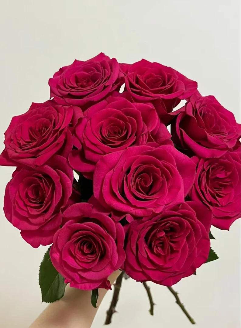 【弗洛伊德】云南斗南基地现采现发品质弗洛伊德单头玫瑰10支