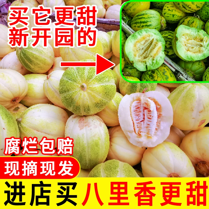 2东北香瓜白糖罐脆甜多汁应季水果现摘现发齐齐哈尔头茬新鲜香甜