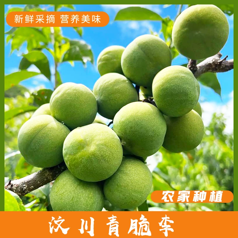正宗农家自种汶川青脆李新鲜美味清脆可口果大生态精品果园发货