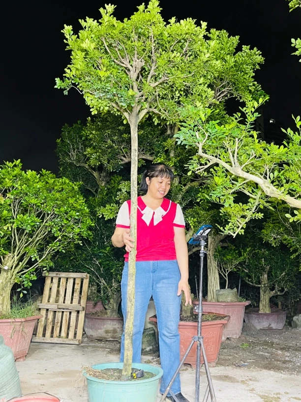 米兰直杆大老桩大盆景