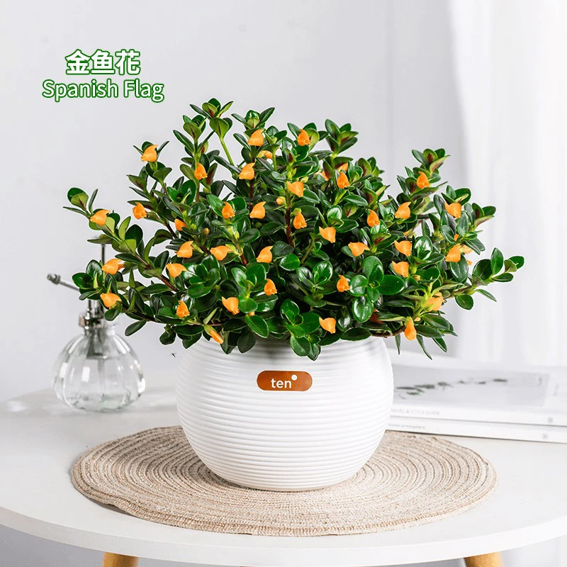 金鱼吊兰盆栽花卉植物带花苞发货造型阳台庭院好养的盆栽花卉植物
