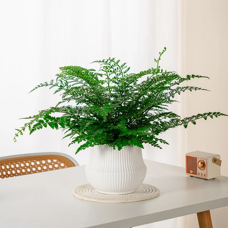 吉姆蕨水培植物懒人花卉绿植季节办公室桌面耐阴耐旱蕨类观叶绿植