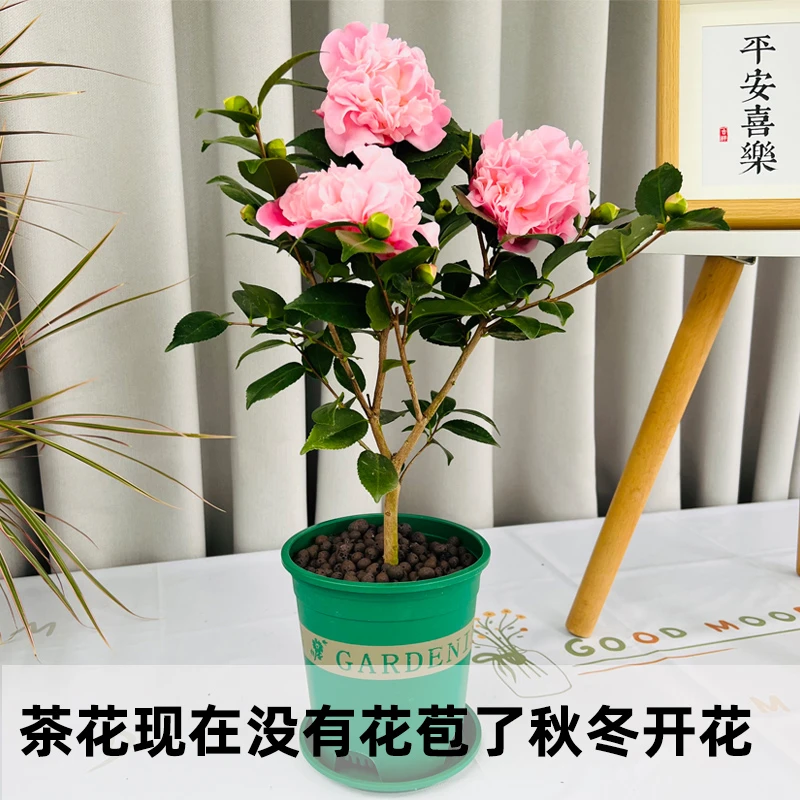 香妃茶花苗开花带香味耐寒耐冻四季常青庭院五色赤丹多色茶花盆栽