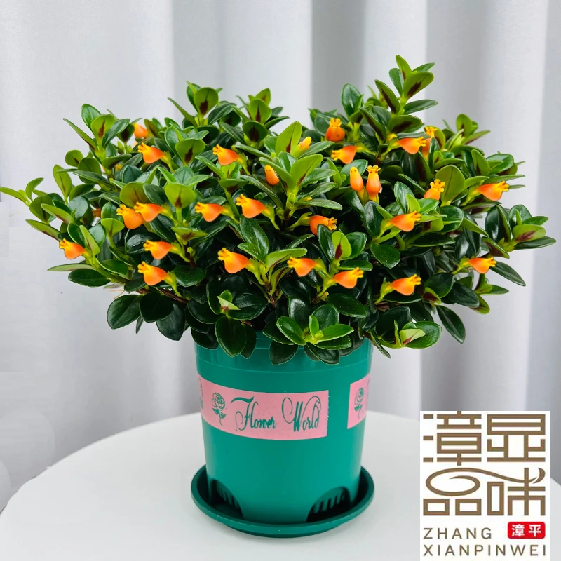 金鱼草花吊兰盆栽花卉带花苞发货室内阳台好养花净化空气基地直发