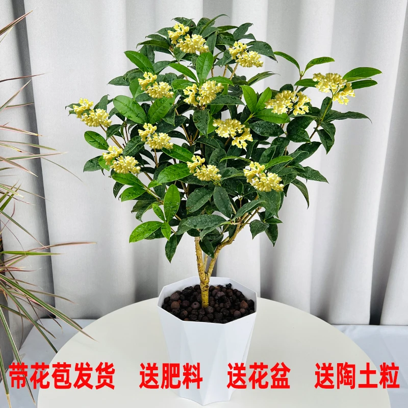 四季桂花盆栽开花带香味带小花苞种好露天庭院耐寒的盆栽花卉植物