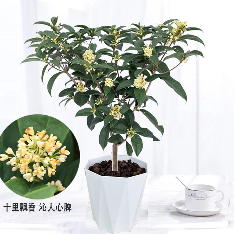 四季桂花植物花开多季带香味可放室内庭院养殖