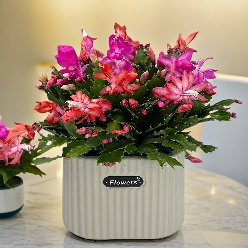 多色蟹爪兰带花苞发货多肉植物好养活盆栽桌面办公室阳台耐旱绿植