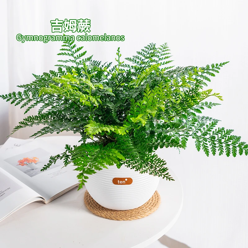 吉姆蕨水培植物懒人花卉绿植季节办公室桌面耐阴耐旱蕨类观叶绿植