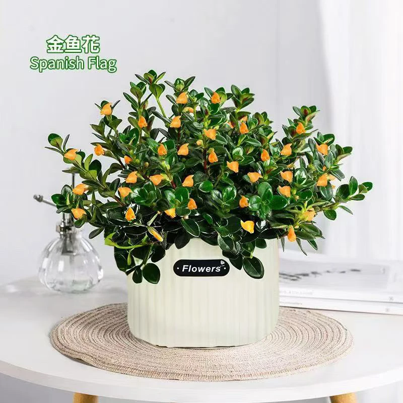 金鱼花盆栽植物室内阳台盆栽花耐旱植物基地原盆原土发货带小花苞