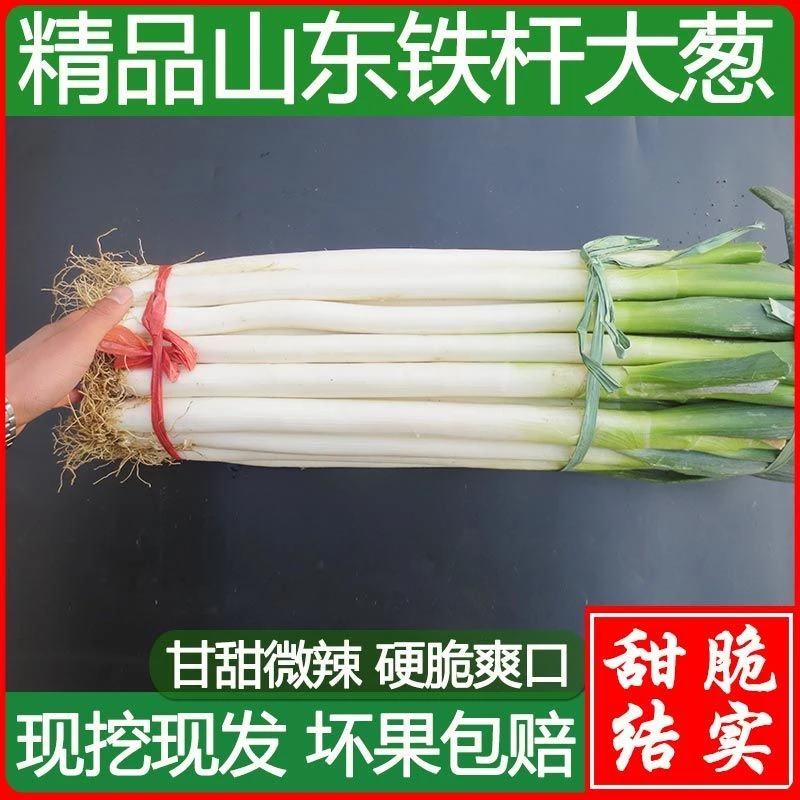 山东铁杆大葱甜脆新鲜批发5/10斤特级包邮非章丘大葱蘸酱特价蔬菜