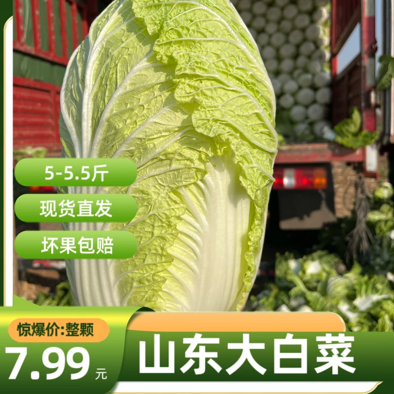 【现砍现发】山东露天黄心大白菜新鲜包邮