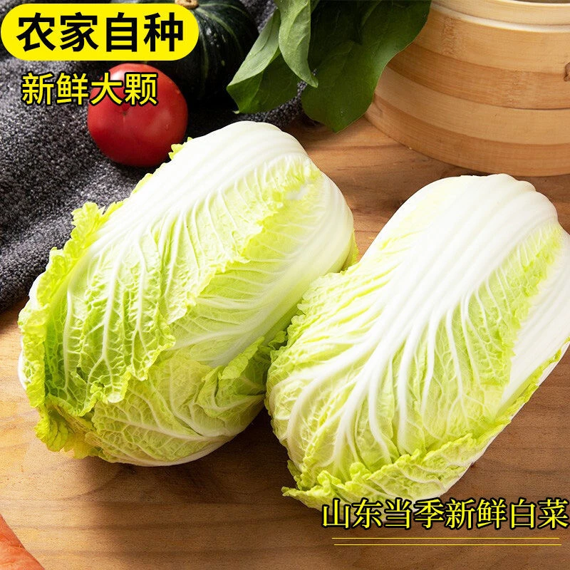 【小扬哥推荐】山东潍坊大白菜新鲜现砍现发鲜嫩蔬菜农家自种黄
