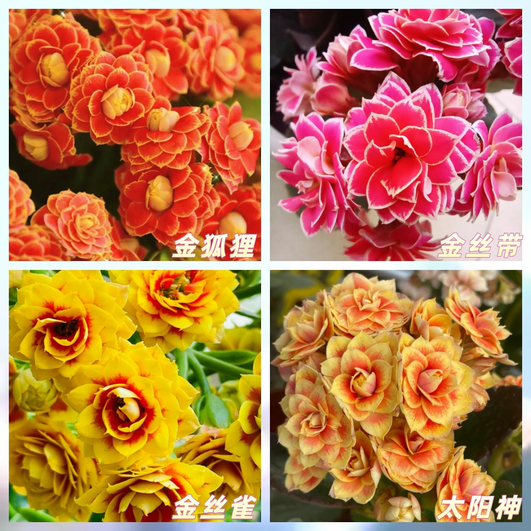 【带花苞】长寿花金狐狸洛桑重瓣大花四季开花室内外花卉赏花植株