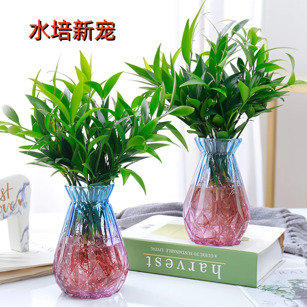 水培竹柏驱蚊竹四季常青室内客厅卧室懒人植物好养易活树苗美观