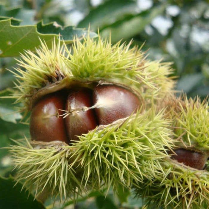 板栗苗正宗江西赣南嫁接苗顺丰快递包邮赣州果苗种植优质品质