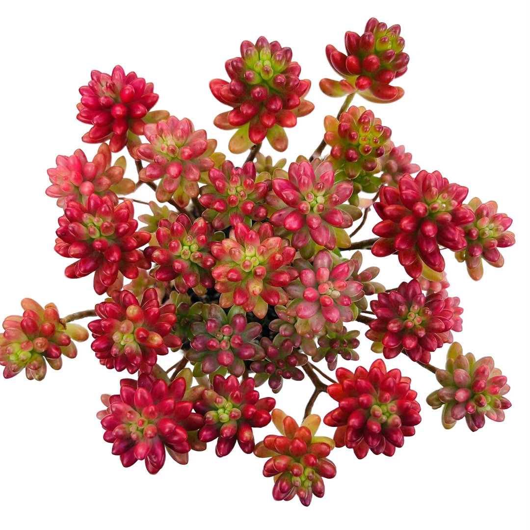 【虹之玉锦 转运珠 红葡萄 】带盆带土 爆仔强 多肉植物