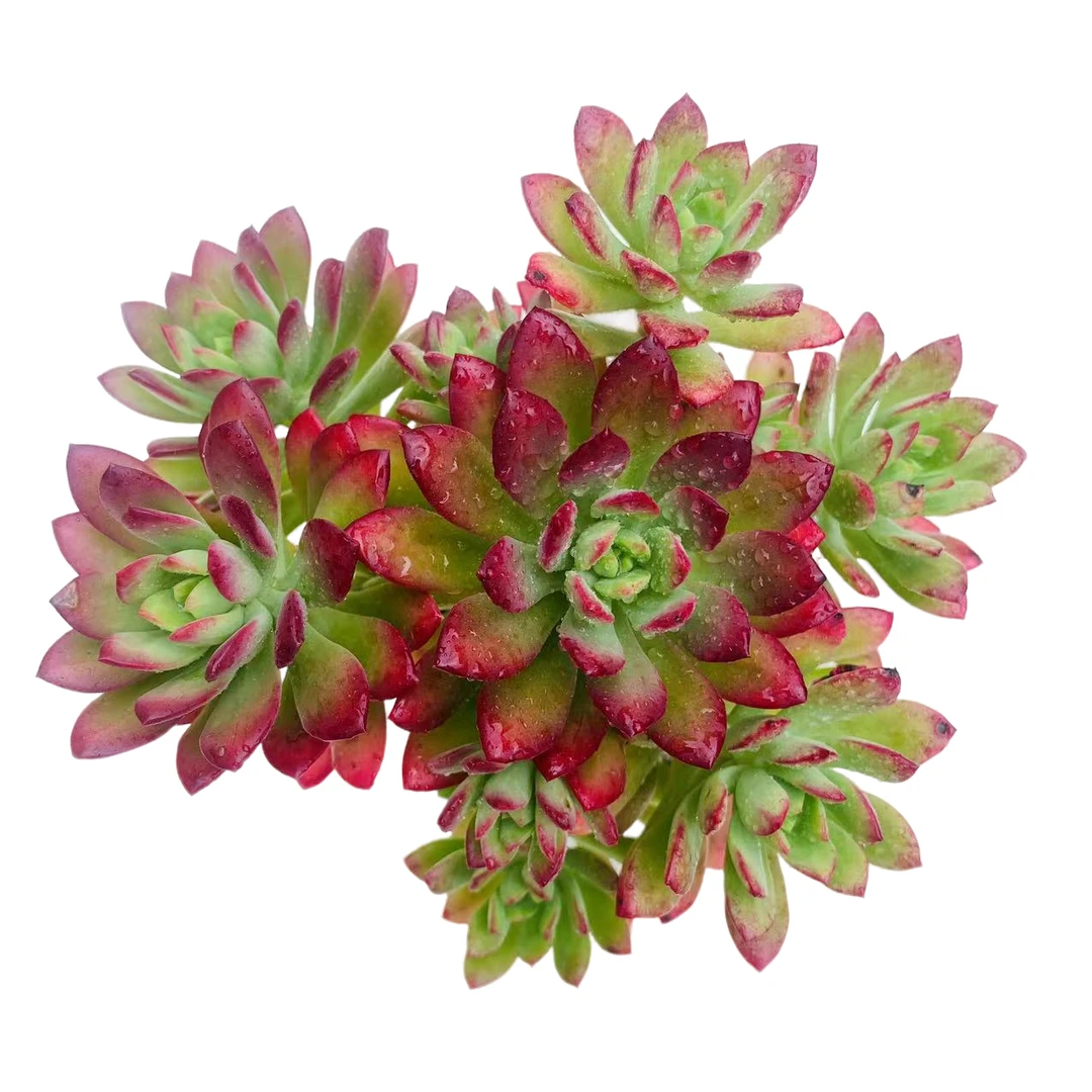 【玫瑰红稚莲】 买一送一 多肉植物 带盆带土  新手好养