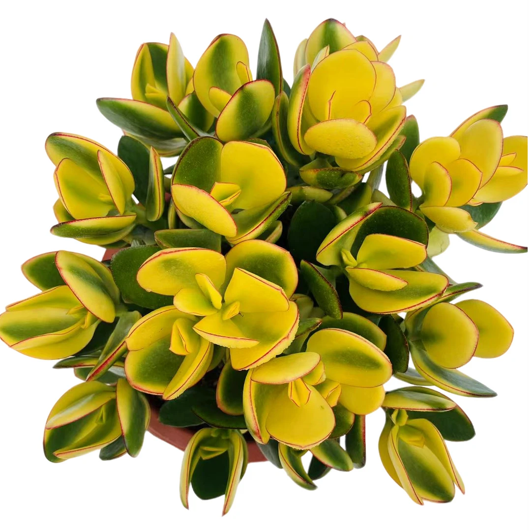 【黄金花月 】自然锦 脱土发货 室内可养 多肉植物