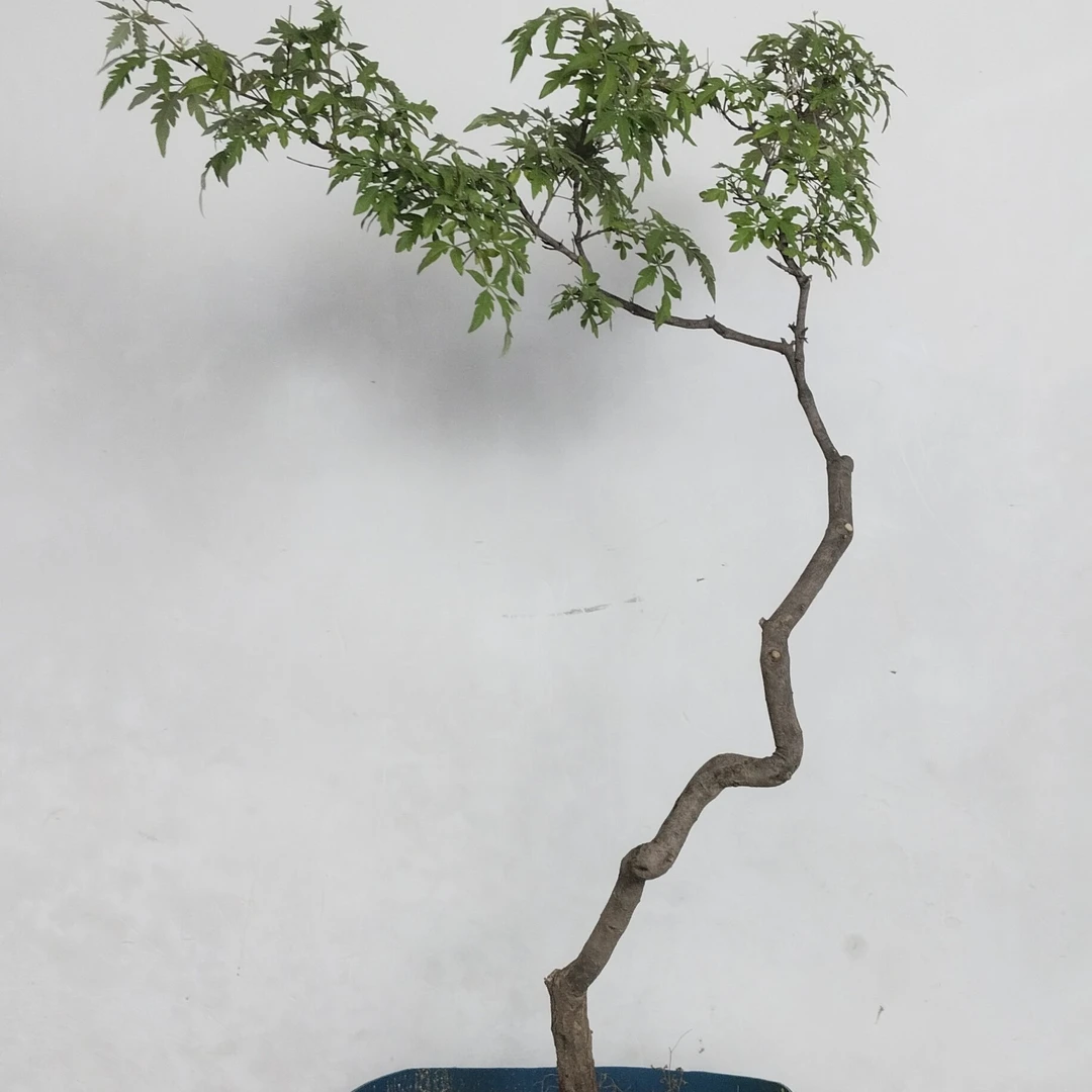 黄荊盆景素材，一物一拍