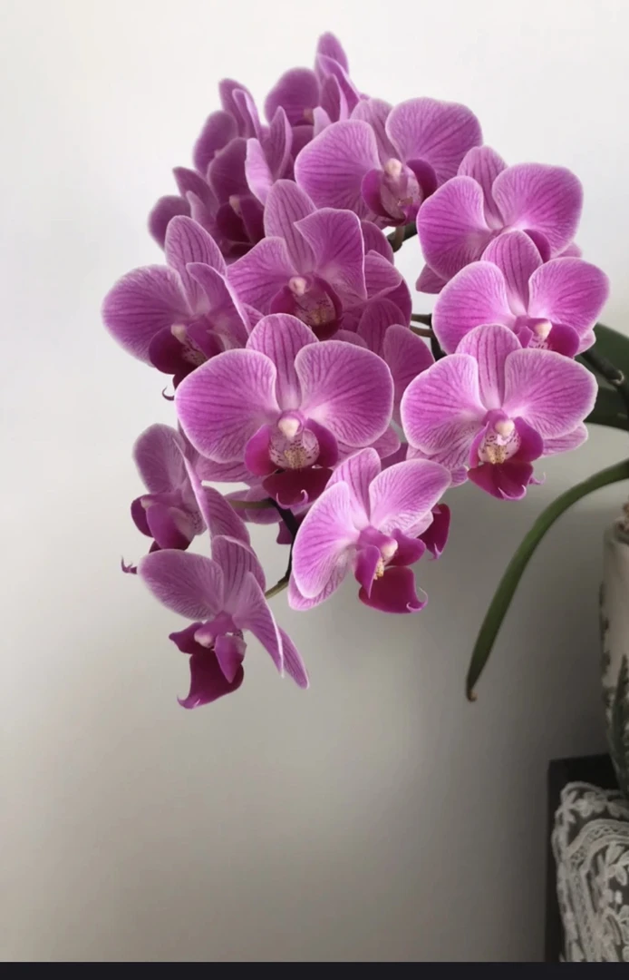 【粉黛】紫粉色系蝴蝶兰3个月花期带盆