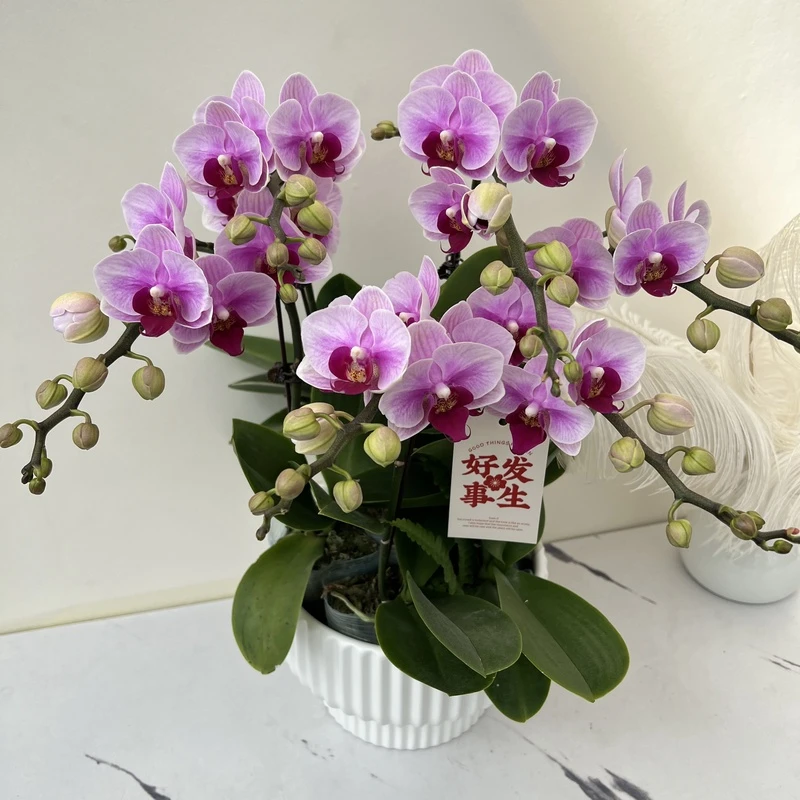 简馨优选【宝贝】 蝴蝶兰花花盆摆设客厅摆设种植基地发货5-6