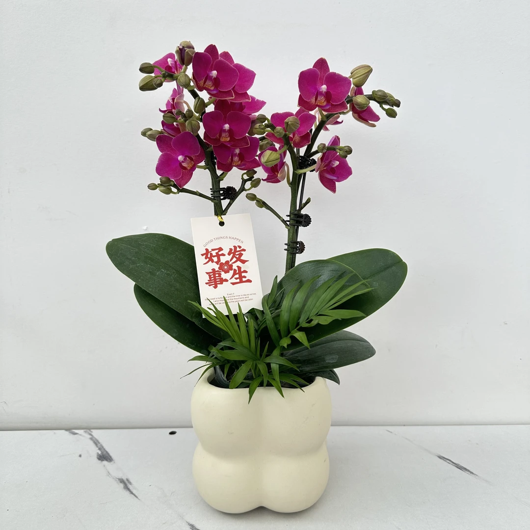 简馨优选【满堂红】-蝴蝶兰花 组盆摆设客厅摆设种植基地发货1-2