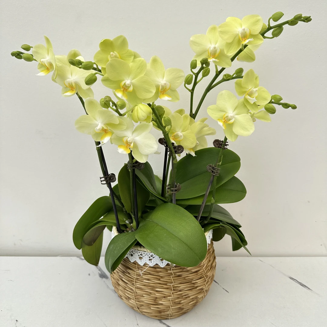 简馨优选【清风】花卉组盆 摆设客厅摆设种植基地发货3-6