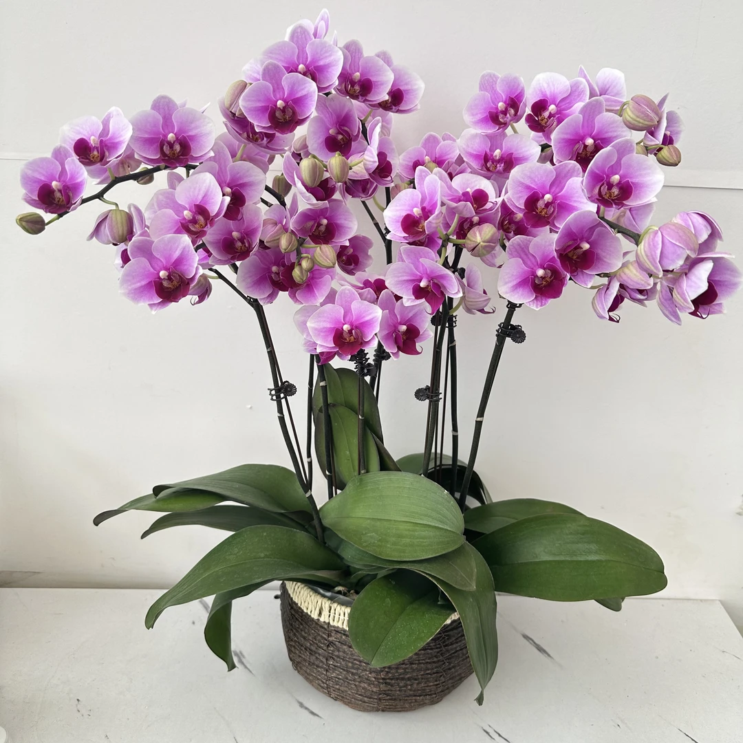 简馨优选【绝代双骄】-蝴蝶兰组盆摆设客厅摆设种植基地发货4-5